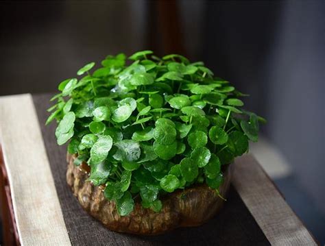 金錢草開花|金錢草開花後怎麼處理